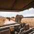 Boulders Beach Tour | Visit Penguins in Cape Town